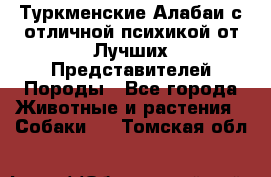 Туркменские Алабаи с отличной психикой от Лучших Представителей Породы - Все города Животные и растения » Собаки   . Томская обл.